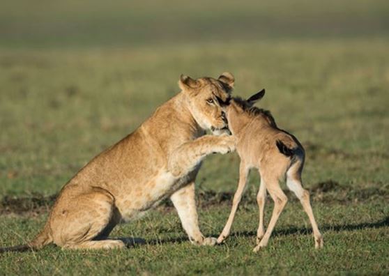 Clip: Sư tử “động lòng trắc ẩn” tha chết cho linh dương con