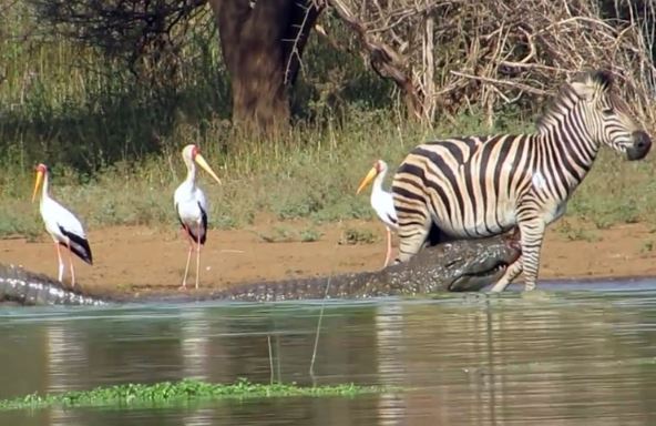 Clip: Ngựa vằn may mắn thoát chết trước hàm cá sấu