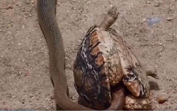 Định “xơi tái” rùa, rắn độc dài 5m lại bất ngờ sợ hãi tháo chạy?