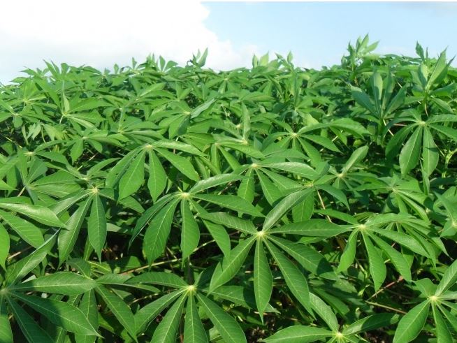 Lá sắn có công dụng tuyệt vời với sức khỏe