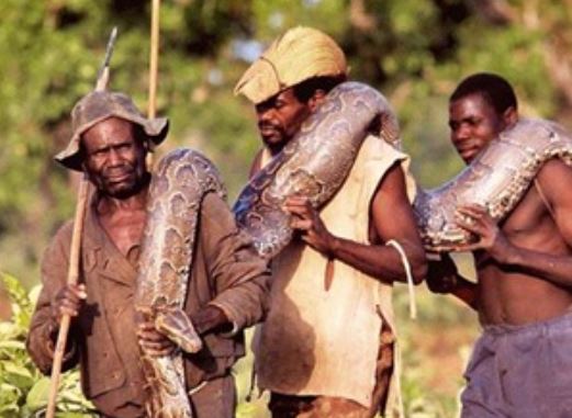 Clip: Thổ dân châu Phi dùng người "câu" trăn khổng lồ