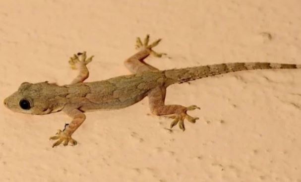 Cách đuổi thạch sùng an toàn, hiệu quả nhất