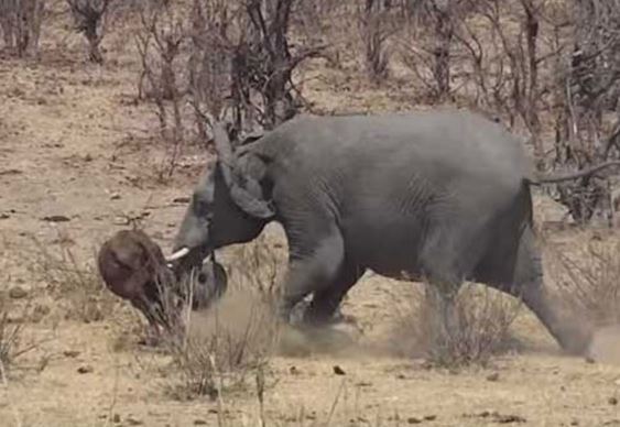 Clip: Voi “nổi điên” giết chết trâu rừng