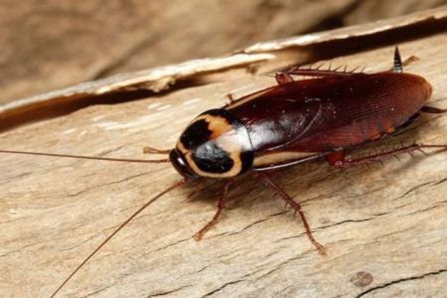 Không còn con gián nào chỉ với thứ bột rẻ tiền nhà nào cũng có