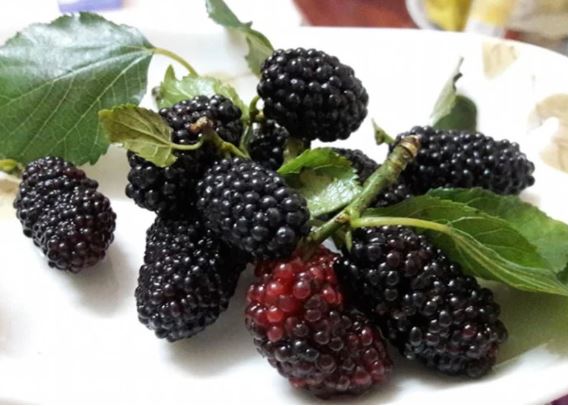 Những cách ăn uống từ dâu tằm vừa ngon vừa có công dụng chữa bệnh hiệu quả, ai cũng nên biết