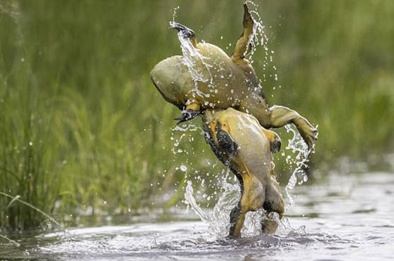 Ai bảo chỉ người mới biết biểu diễn dancing? ếch cũng biết đó thôi