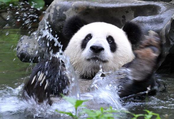 Clip: Màn “tắm táp” siêu dễ thương của gấu trúc