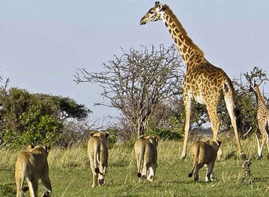 Clip: Hươu cao cổ bất lực nhìn sư tử xé xác con