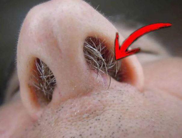 Bất kể nam nữ, lông ba chỗ trên cơ thể đều rất quan trọng, đừng tiện tay mà nhổ bỏ