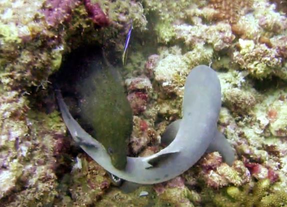 Clip: Lươn biển nuốt gọn cá mập