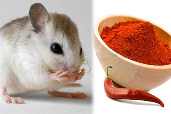 Chỉ bí quyết để nhà bạn không bao giờ có con chuột nào mà chẳng cần thuốc diệt