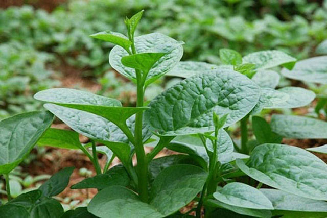 Vì sao gia đình bạn nên ăn rau mồng tơi thường xuyên?