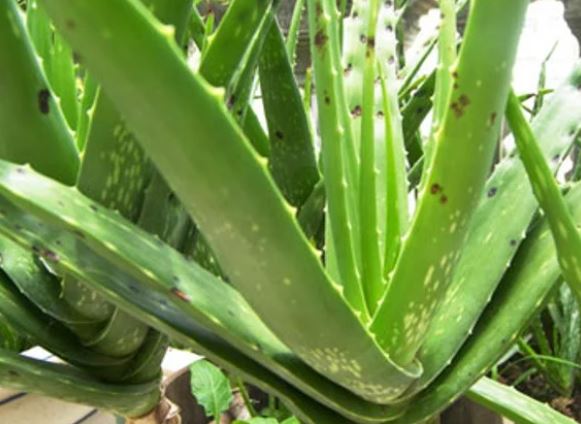 Vì sao bất cứ gia đình nào cũng nên trồng cây nha đam?