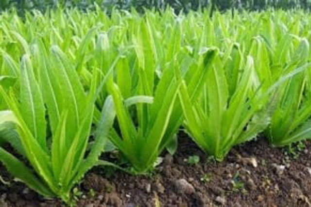 Bật mí loại rau giàu canxi gấp 36 lần canh xương hầm, ăn rất ngon lại không lo béo phì