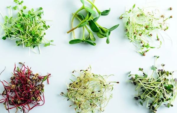 4 loại rau mầm tốt cho sức khỏe, chống độc tố môi trường và ngăn ngừa K