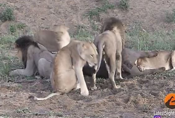 Đang săn mồi thì xảy ra mâu thuẫn, đàn sư tử để trâu rừng xổng ngay trước mắt