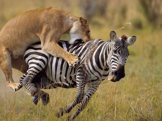 Clip: Sư tử phục kích trong đám cỏ săn ngựa vằn