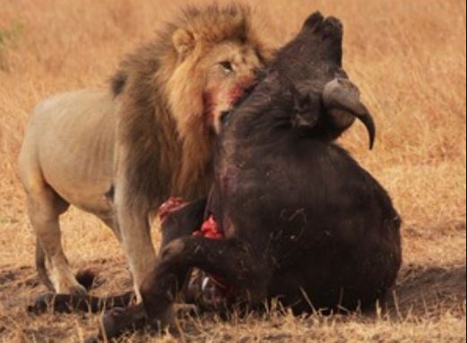 Clip: Trâu rừng trả giá đắt vì thách thức sư tử
