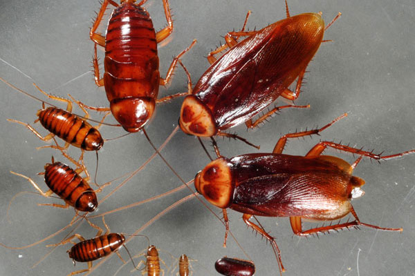 Tuyệt chiêu đuổi gián vĩnh viễn ra khỏi nhà mà không cần thuốc