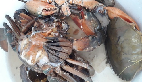 Cà Mau: Xuất hiện tình trạng cua nuôi chết trên diện rộng