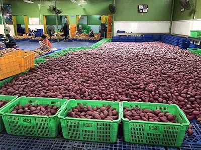 70 vùng trồng khoai lang đủ điều kiện xuất sang Trung Quốc