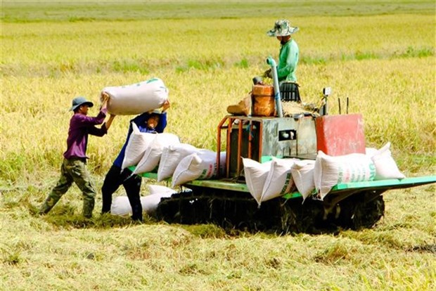 Xuất khẩu gạo tăng mạnh cả về lượng và giá trị