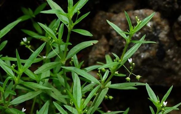 Những loại cây không nên trồng quanh nhà vì thu hút rắn, ai cũng cần biết để tránh