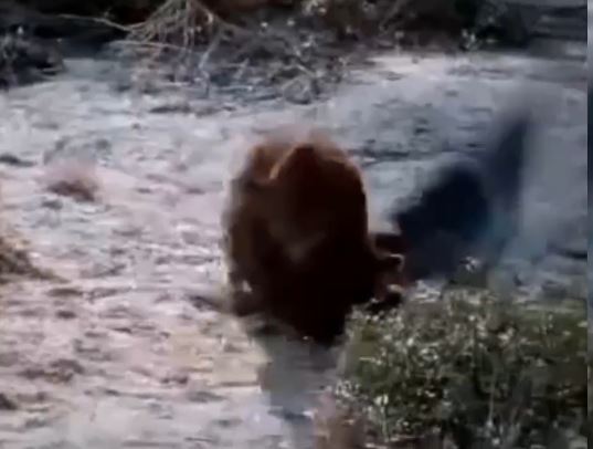 Cả gan “hớt tay trên” của sư tử, đại bàng nhận kết bi thảm