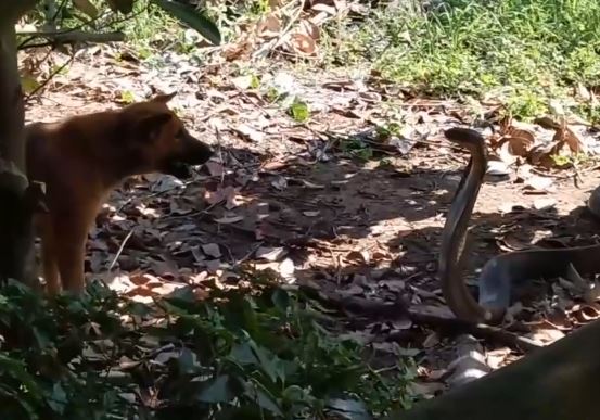 2 con chó nhà tử chiến dữ dội với rắn hổ mang chúa 'khủng'