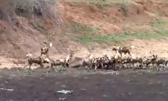 Bị cả đàn chó hoang vây 'đánh hội đồng', linh dương bất lực nằm im