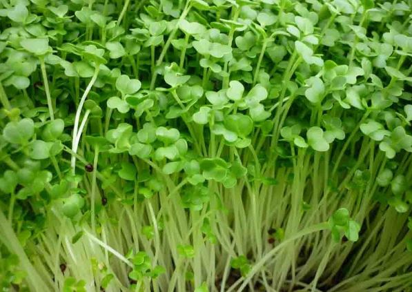 Tác dụng tuyệt vời của mầm cỏ linh lăng