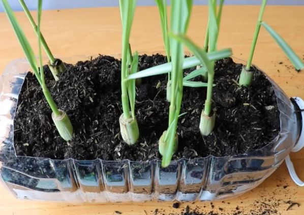 Cắm nhánh sả vào cốc nước, sau 7 ngày rễ ra um tùm, lá mọc tươi tốt: Tha hồ nấu ăn, đun nước uống