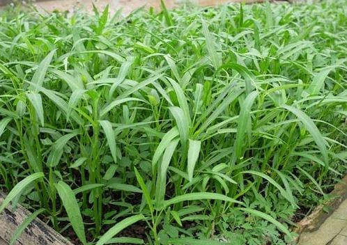 Chỉ mẹ cách giâm rau muống bằng cành, sau 2 tuần là có rau non mơn mởn thu hoạch