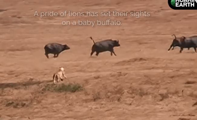 Bị đàn sư tử bao vây tứ phía, mẹ con trâu rừng vẫn thoát chết một cách thần kỳ