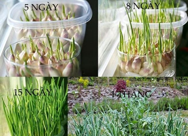 Chỉ với 3 củ tỏi, mẹ trồng trong chai nhựa ra 'con đàn cháu đống' có ăn liên tục