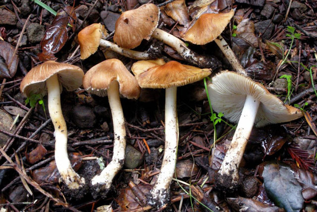 4 loại nấm cực độc thường gặp ở Việt Nam