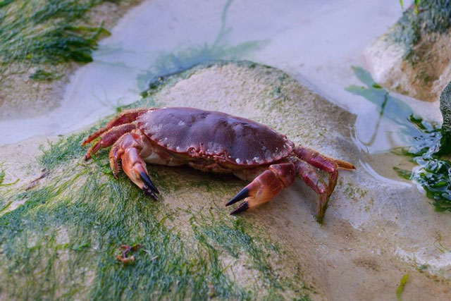 Món hải sản được người tiền sử yêu thích