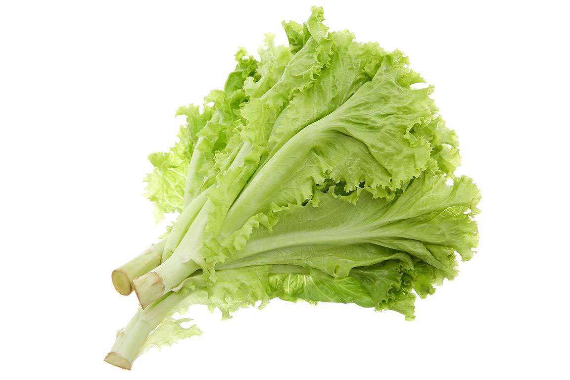 Hướng dẫn bảo quản rau xà lách tươi lâu không bị nát