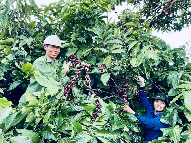 cuộc thi “Cà phê đặc sản Việt Nam tạo động lực cho người trồng cà phê quan tâm đến việc nâng cấp chất lượng