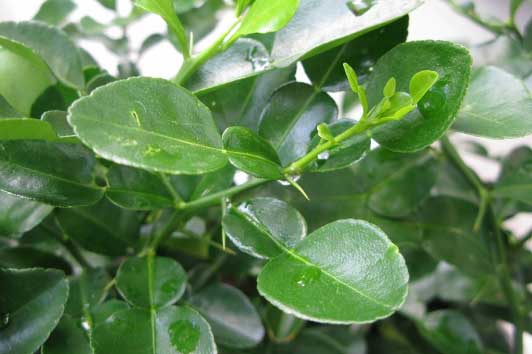 Chỉ cần dùng lá chanh theo cách này trị tận gốc 9 căn bệnh nhanh hơn cả tới bệnh viện, bạn đã thử chưa?