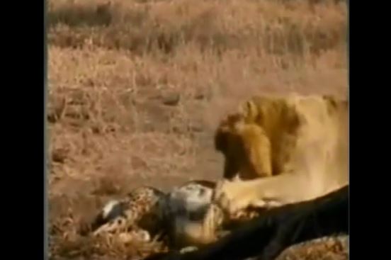 Bị sư tử mai phục, 2 con báo đốm có thoát được “án tử?