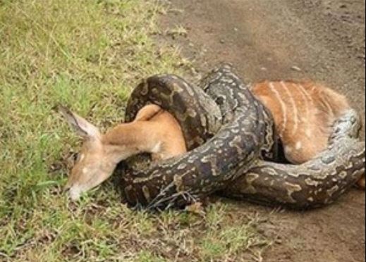 Clip: Trăn khổng lồ nuốt chửng nai