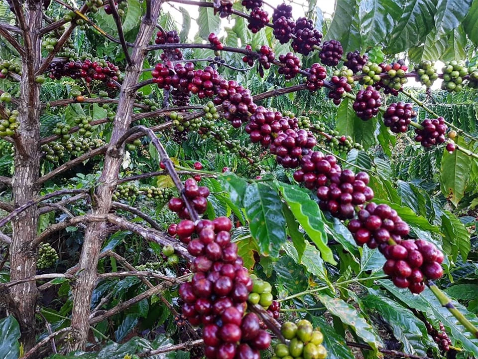 Giá nông sản ngày 7/4/2023: Cà phê quay đầu giảm, tiêu đạt 65.500 đồng/kg
