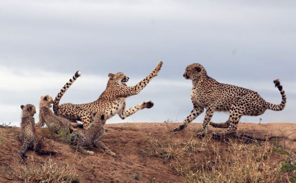 Báo đốm mẹ liều mạng đánh đuổi báo đực bảo vệ con nhỏ