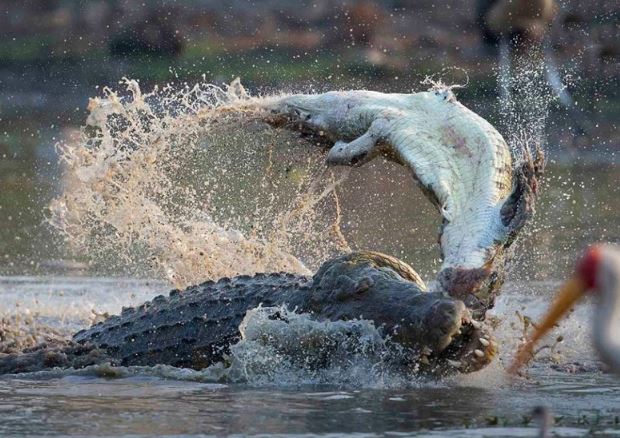 Clip: Cá sấu xé xác đồng loại