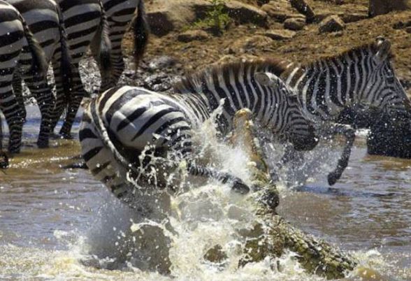 Clip: "Rợn người" với cảnh cá sấu cắn ngựa vằn lòi ruột