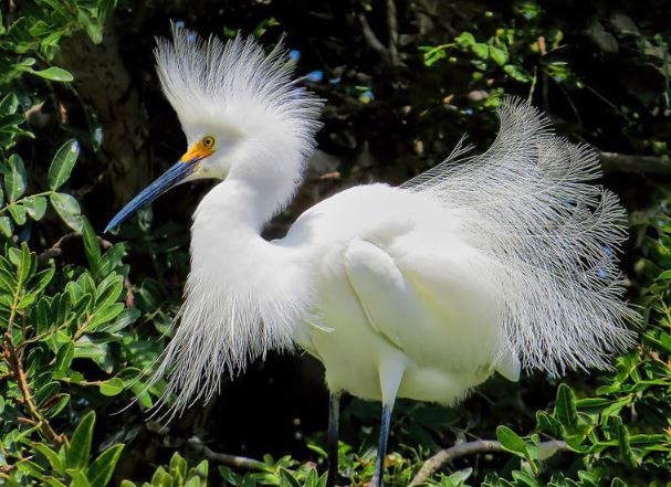 Ngắm bộ lông tuyệt đẹp của cò Tuyết