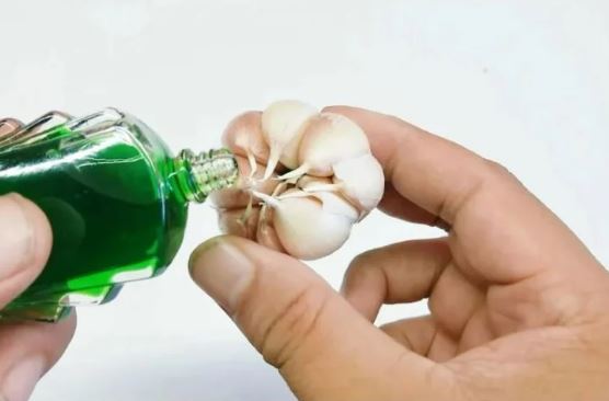 Đổ dầu gió lên tỏi: Mẹo đơn giản giải quyết vấn đề lớn nhiều gia đình gặp phải