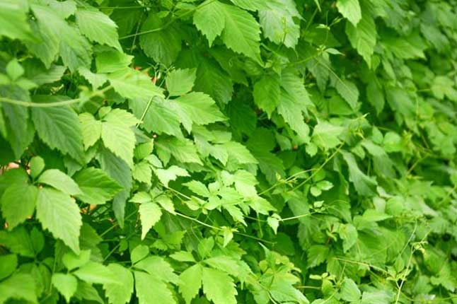 Bật mí loại "cây trường thọ" mọc nhiều vô kể ở Việt Nam lại là bí quyết giúp người Nhật sống trăm tuổi