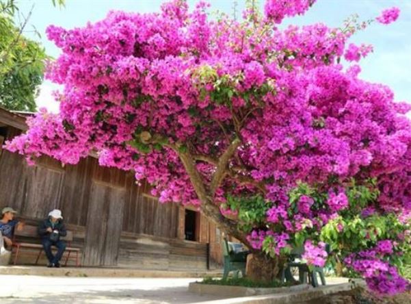 Hoa giấy rất mê loại gia vị này: Hòa 1 chút vào nước rồi tưới, cây nở hoa rực rỡ suốt năm